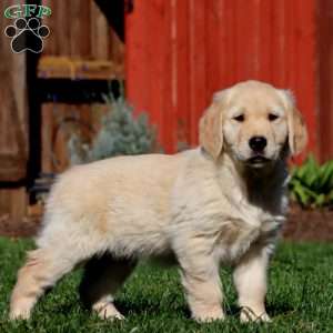 Max, Golden Retriever Puppy