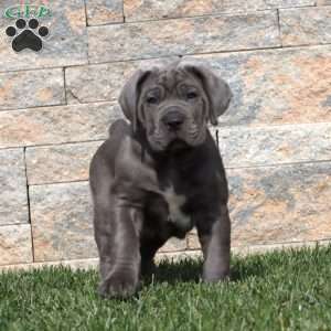Max, Cane Corso Puppy