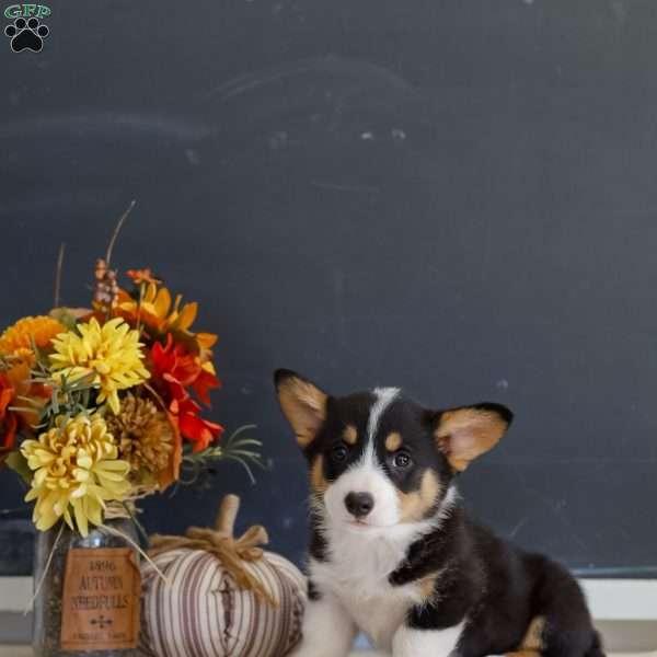 Mearl, Pembroke Welsh Corgi Puppy
