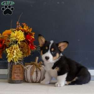 Mearl, Pembroke Welsh Corgi Puppy