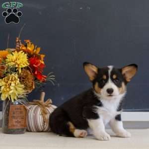 Mearl, Pembroke Welsh Corgi Puppy