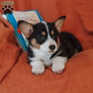 Mearl, Pembroke Welsh Corgi Puppy