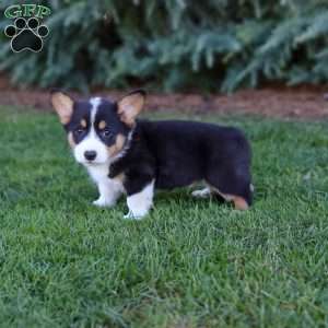 Mearl, Pembroke Welsh Corgi Puppy