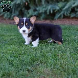 Mearl, Pembroke Welsh Corgi Puppy