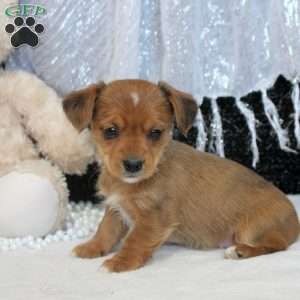 Megan, Yorkie Russell Puppy