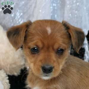 Megan, Yorkie Russell Puppy