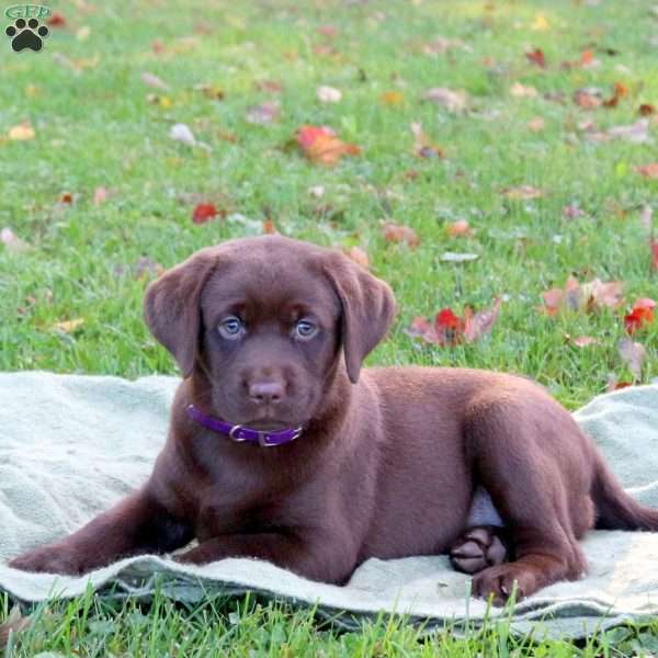 Melina, Chocolate Labrador Retriever Puppy