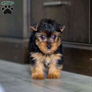 Mia, Yorkie Puppy