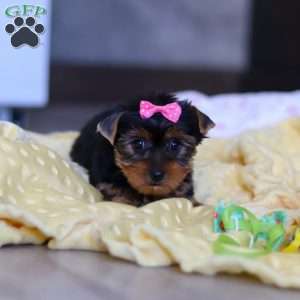 Mia, Yorkie Puppy