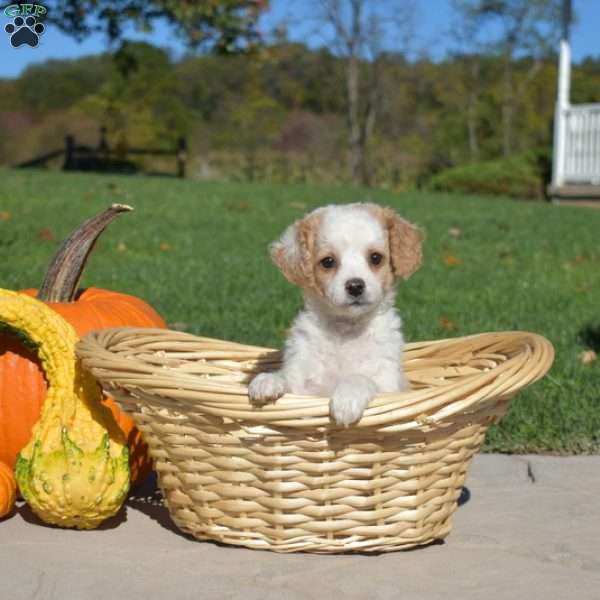 Mia, Mini Goldendoodle Puppy