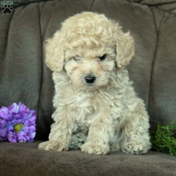 Mickey, Miniature Poodle Puppy