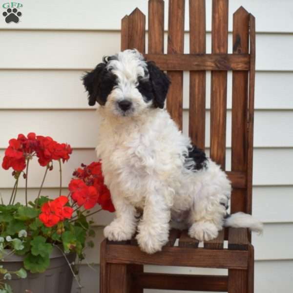 Mickey, Mini Bernedoodle Puppy