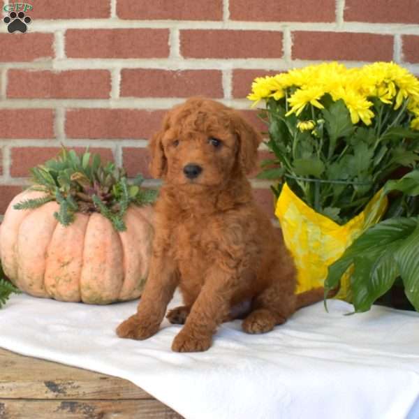 Mickey, Mini Goldendoodle Puppy
