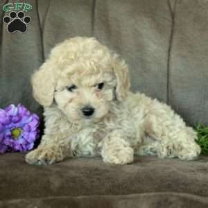 Mickey, Miniature Poodle Puppy