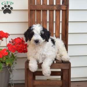 Mickey, Mini Bernedoodle Puppy