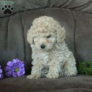 Mickey, Miniature Poodle Puppy