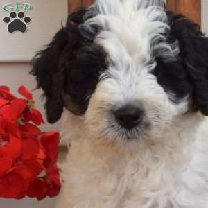 Mickey, Mini Bernedoodle Puppy