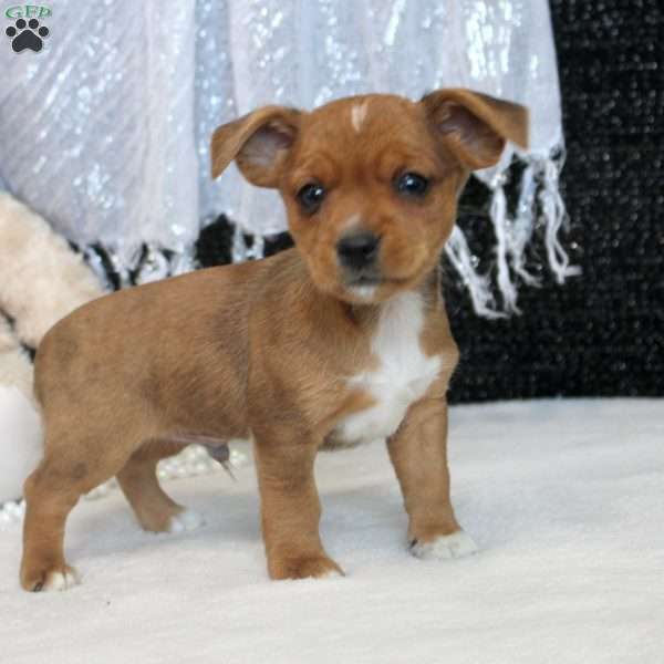 Mike, Yorkie Russell Puppy