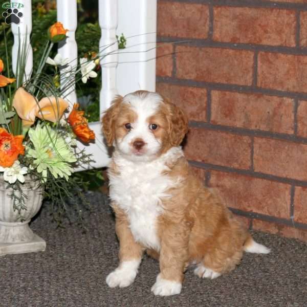 Mike, Mini Bernedoodle Puppy