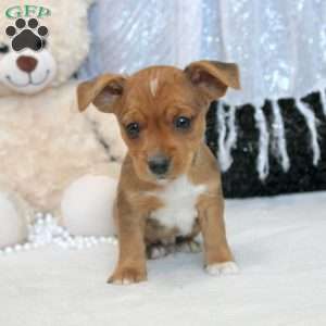 Mike, Yorkie Russell Puppy