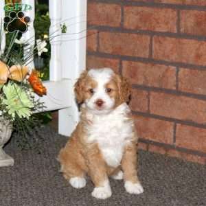 Mike, Mini Bernedoodle Puppy