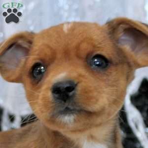 Mike, Yorkie Russell Puppy