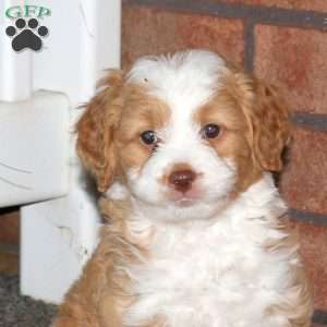 Mike, Mini Bernedoodle Puppy