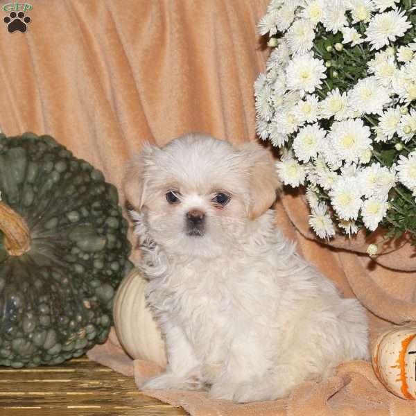 Miles, Shih-Poo Puppy