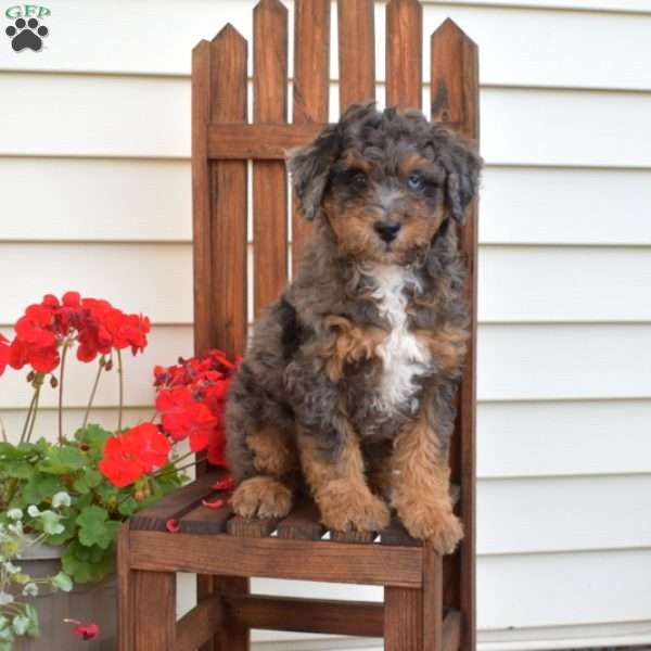 Miles, Mini Bernedoodle Puppy