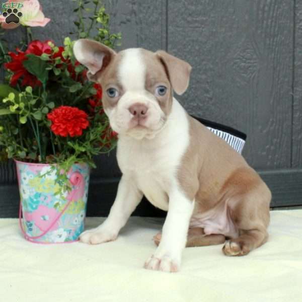Miles, Boston Terrier Puppy