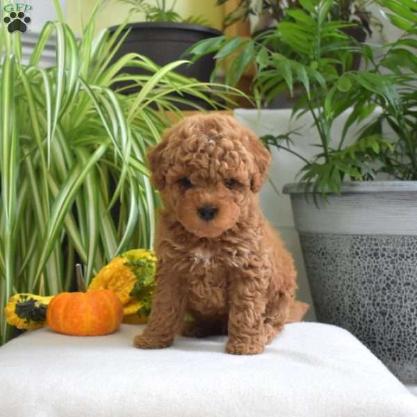 Miles, Miniature Poodle Puppy