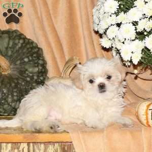 Miles, Shih-Poo Puppy