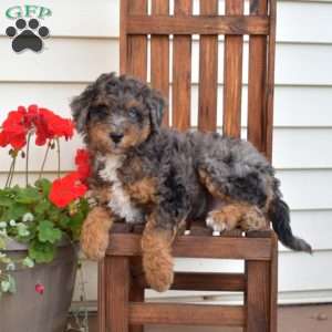 Miles, Mini Bernedoodle Puppy