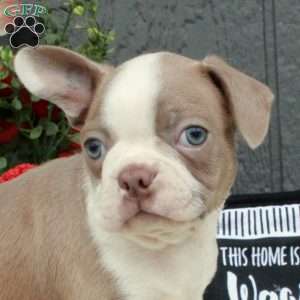 Miles, Boston Terrier Puppy