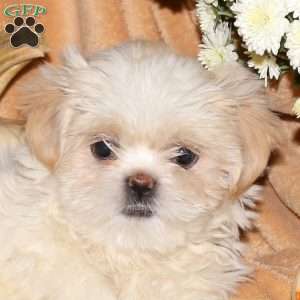 Miles, Shih-Poo Puppy
