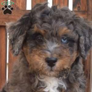 Miles, Mini Bernedoodle Puppy