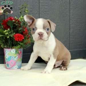 Miles, Boston Terrier Puppy