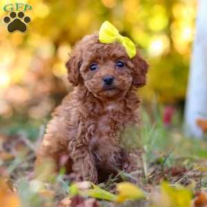Miley, Cavapoo Puppy