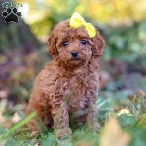 Miley, Cavapoo Puppy