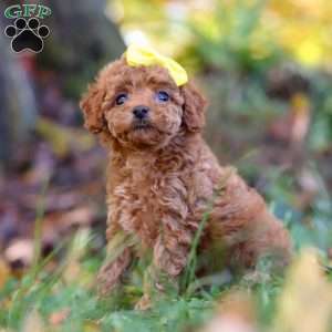 Miley, Cavapoo Puppy