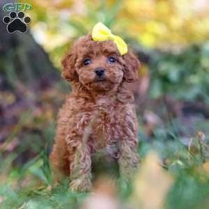 Miley, Cavapoo Puppy