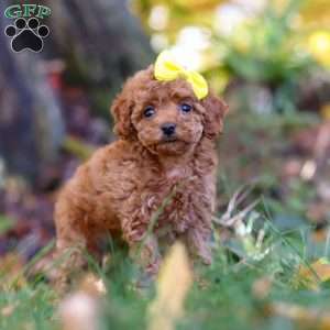 Miley, Cavapoo Puppy