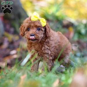 Miley, Cavapoo Puppy