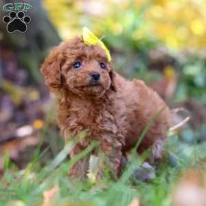 Miley, Cavapoo Puppy