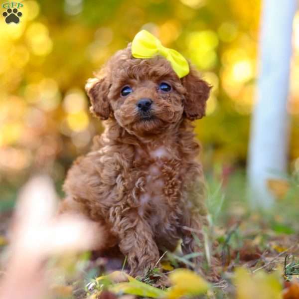 Miley, Cavapoo Puppy