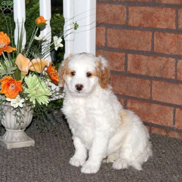 Millie, Mini Bernedoodle Puppy