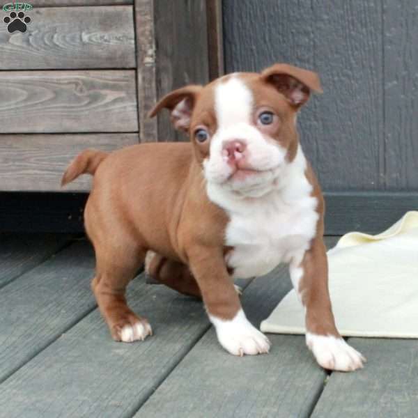 Millie, Boston Terrier Puppy