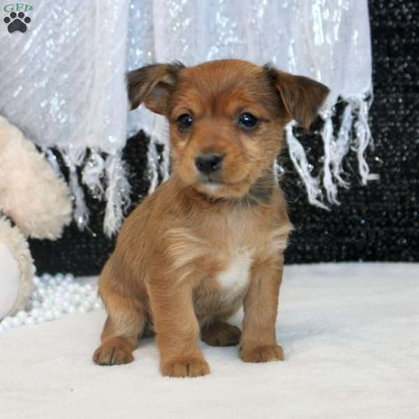 Millie, Yorkie Russell Puppy