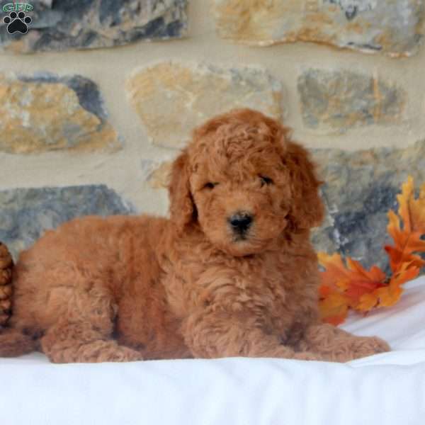 Millie, Mini Goldendoodle Puppy