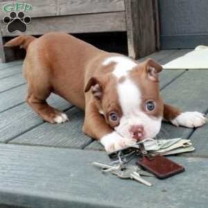 Millie, Boston Terrier Puppy